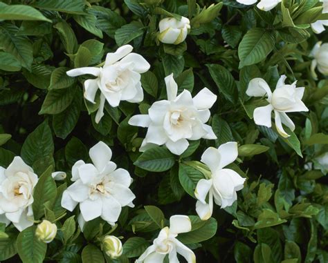 Fotos de flores de gardenias: belleza en imágenes.